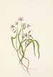 Claytonia de Virginie - Mary Vaux Walcott — widok dzieła