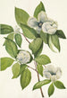 Stewartia de Virginie - Mary Vaux Walcott — widok dzieła
