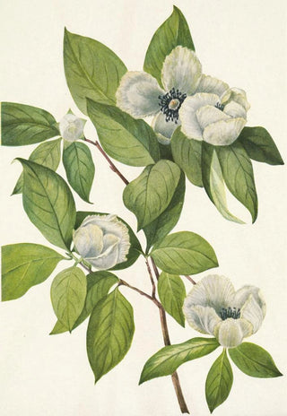 Mary Vaux Walcott - Virginia Stewartia Stewarti malachodendron.webp