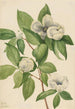 Stewartia de Virginie - Mary Vaux Walcott — widok dzieła