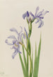 Iris missouriensis - Mary Vaux Walcott — widok dzieła