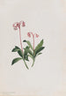 Chimaphila umbellata - Mary Vaux Walcott — widok dzieła