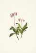 Chimaphila occidentalis - Mary Vaux Walcott — widok dzieła