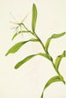 Epidendrum nocturne - Mary Vaux Walcott — widok dzieła