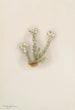 Bruyère biała Phyllodoce grandiflora - Mary Vaux Walcott — widok dzieła