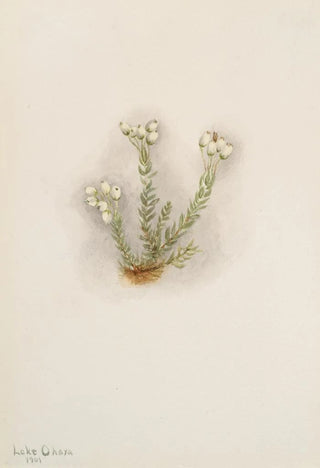Mary Vaux Walcott - White Heather Phyllodoce grandiflora.webp