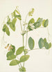z białymi groszkami Lathyrus ochroleucus - Mary Vaux Walcott — widok dzieła