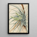 dzikiego ananasa Tillandsia fasciculata - Mary Vaux Walcott — oprawiony obraz na ścianie
