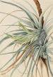 dzikiego ananasa Tillandsia fasciculata - Mary Vaux Walcott — widok dzieła