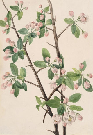 Mary Vaux Walcott - Wild Sweet Crab Malus coronaria.webp