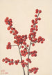 z zielonymi, pionowymi gałęziami ostrokrzewu Ilex verticillata - Mary Vaux Walcott — widok dzieła