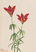 Lis des bois Lilium philadelphicum - Mary Vaux Walcott — widok dzieła