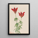 Lis des bois Lilium philadelphicum - Mary Vaux Walcott — oprawiony obraz na ścianie