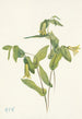 Uvularia perfoliata - Mary Vaux Walcott — widok dzieła