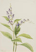 Scutellaire des bois Scutellaria serrata - Mary Vaux Walcott — widok dzieła