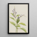Scutellaire des bois Scutellaria serrata - Mary Vaux Walcott — oprawiony obraz na ścianie