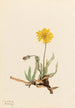 Agoséris laineuse Agoseris villosa - Mary Vaux Walcott — widok dzieła