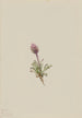Vergerette laineuse Erigeron lanatus - Mary Vaux Walcott — widok dzieła