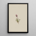 Vergerette laineuse Erigeron lanatus - Mary Vaux Walcott — oprawiony obraz na ścianie