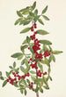 Yaupon Ilex vomitoria - Mary Vaux Walcott — widok dzieła