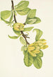 Magnolia cordé Magnolia cordata - Mary Vaux Walcott — widok dzieła