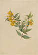 Jasmin żółty Gelsemium sempervirens - Mary Vaux Walcott — widok dzieła