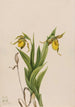 Sabot de Vénus żółty Cypripedium parviflorum - Mary Vaux Walcott — widok dzieła