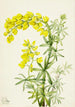 Lupin żółty Lupinis arboreus - Mary Vaux Walcott — widok dzieła