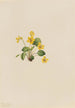 żółtej fiołka Viola orbiculata - Mary Vaux Walcott — widok dzieła