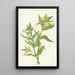 Żółty epilobium Epilobium lutem - Mary Vaux Walcott — oprawiony obraz na ścianie