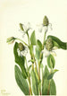 Yerba mansa Anemopsis californica - Mary Vaux Walcott — widok dzieła