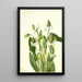 Yerba mansa Anemopsis californica - Mary Vaux Walcott — oprawiony obraz na ścianie