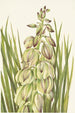 Yucca Yucca baileyi - Mary Vaux Walcott — widok dzieła