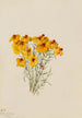 Zinnia Zinnia grandiflora - Mary Vaux Walcott — widok dzieła