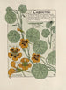 Kapucynka - Maurice Pillard Verneuil — widok dzieła