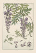 Glycine - Maurice Pillard Verneuil — widok dzieła