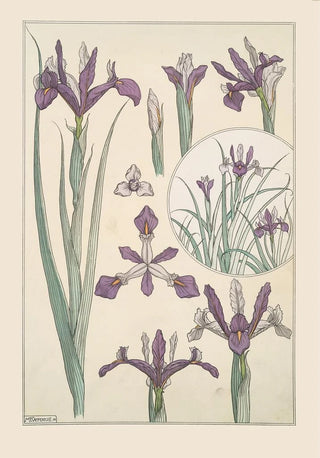 Maurice Pillard Verneuil - Iris.webp