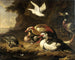 Kaczki - Melchior d'Hondecoeter — widok dzieła