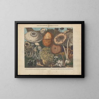 Michel Etienne Descourtilz - Atlas  Des champignons comestibles suspects et vnneux Pl02.webp