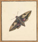 Un papillon de nuit - Nicolaas Struyk — widok dzieła