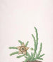 Un Stapelia variegata - Nicolas Robert — widok dzieła