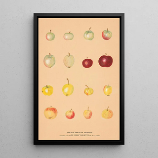 Nikolai Ivanovich Vavilov - The Wild Apples of Caucasus.webp