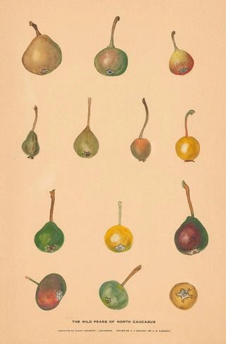 Nikolai Ivanovich Vavilov - The Wild Pears of North Caucasus.webp