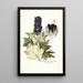 Aconitum tauricum - Nikolaus Joseph Freiherr von Jacquin — oprawiony obraz na ścianie