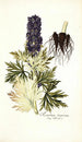 Aconitum tauricum - Nikolaus Joseph Freiherr von Jacquin — widok dzieła
