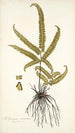 Adiantum striatum - Nikolaus Joseph Freiherr von Jacquin — widok dzieła