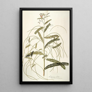 Nikolaus Joseph Freiherr von Jacquin - Aeschynomene bispinosa.webp