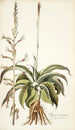 Agave virginica - Nikolaus Joseph Freiherr von Jacquin — widok dzieła