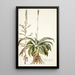 Agave virginica - Nikolaus Joseph Freiherr von Jacquin — oprawiony obraz na ścianie
