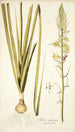 Albuca abyssinica - Nikolaus Joseph Freiherr von Jacquin — widok dzieła